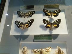 -上海昆虫博物馆