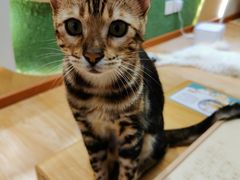 -猫和宫(六道口店)