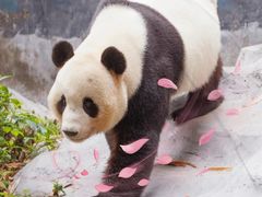-广州长隆野生动物世界