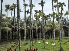 -兴隆槟榔园休闲农庄