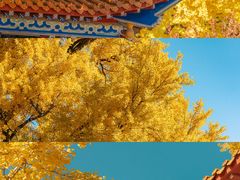 -遵化市禅林寺古银杏风景园