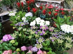 -金科花卉市场