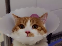 -达爱动物医院·犬猫分区·CT·复杂眼科(远洋山水分院)