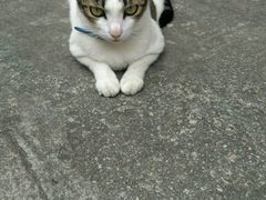 -大澳