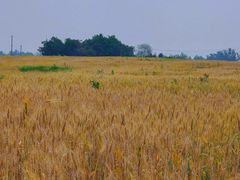 -中国天府农业博览园