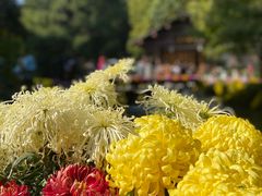 -杭州植物园