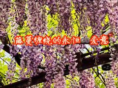 -嘉定紫藤园
