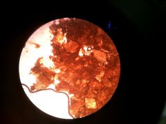 -瑞鹏宠物医院·微创内窥镜·骨外科·牙科(翠竹分院)