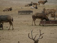 -北京麋鹿生态实验中心