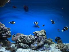 -北戴河圣蓝海洋公园