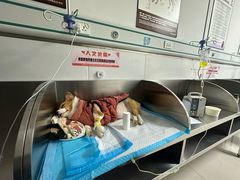 -派美特宠物医院·核磁CT·骨科肿瘤·疑难转诊(沈农禾丰店)
