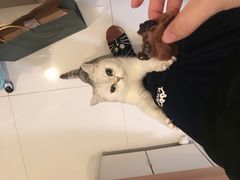 -风车面包
