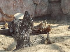-武汉动物园