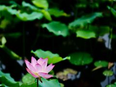 -荔湾湖公园