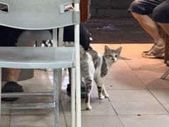 -太白餐厅•三十年老字号•坚持做现菜(体育东横街店)