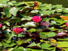 -国家植物园南园