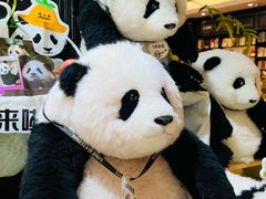 -轩客会(熊猫书店)