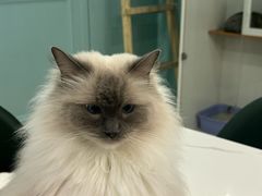 -安格丽娜·狗咖·猫咖羊驼咖(春熙路百盛商场店)