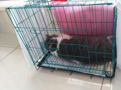 -北京观赏动物医院·24小时大型综合·猫专科·异宠专科