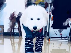 -小尾巴宠物店(万科·金域华庭店)