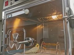 -立德异宠动物医院.兔鸟爬.内窥镜(天河店)
