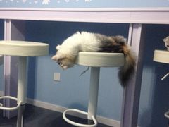 iphone_upload_pic-喵的天空名猫咖啡馆·撸猫·猫舍·用品