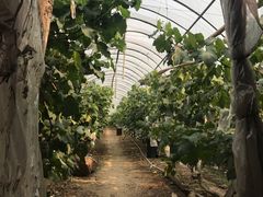 -马陆小张葡萄园农家乐