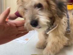 -瑞鹏宠物医院·超声·骨科·奇麟分院(蜀都万达店)