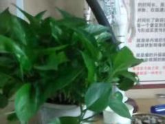 -脊正康推拿整脊馆