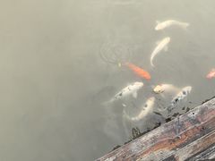 -大湾区中央湿地公园