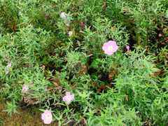 -悸动(吴泾宝龙广场店)