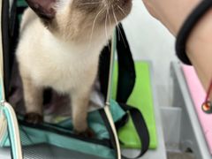 -四月宠物医院·猫专科·心脏专科·内科(转塘店)