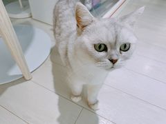 -喵的天空名猫咖啡馆·撸猫·猫舍·用品