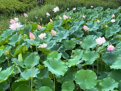 -金银湖国家城市湿地公园