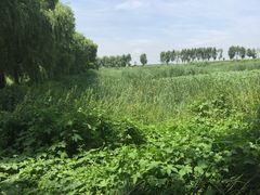 -白渔泡湿地公园