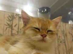 -楼上猫咖(罗湖店)