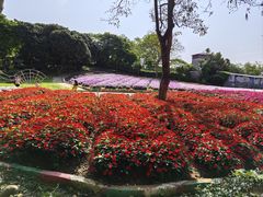 -松山湖梦幻百花洲