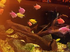 -咕嘟草帽鱼·牛奶一样的鲜鱼汤(包河万达广场创始店)