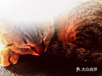 有天他在马路中间安全道等过斑马线，突然腿被咬了口