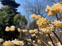 -杭州半山国家森林公园