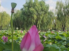 -白洋淀景区