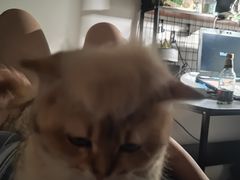 -瑞派动物医院·猫专科·至诚(江南中分院)