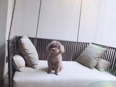 -上海崇明金茂凯悦酒店