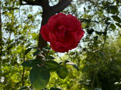 -合肥滨湖国家森林公园