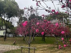 -苏州上方山国家森林公园