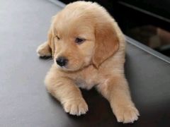 -伟伟宠物医院·CT影像中心·瑞派犬猫综合性门诊(汉口总院)