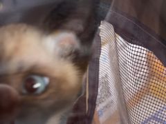 -pd派德宠物中心医院24H急重症·眼科中心·血液透析中心(嵩山北路店)