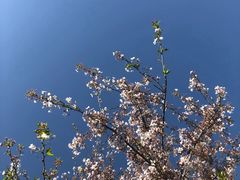 -古柏渡飞黄旅游区