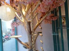 -喵屿·大理花园猫咖