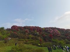 -贵州百里杜鹃风景名胜区